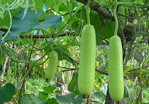Creative Farmer Bottle Gourd/ Dudhi/ Lauki Seeds - Kitchen Gardening Seeds By iStoreDirect - Approx 20 Seeds!