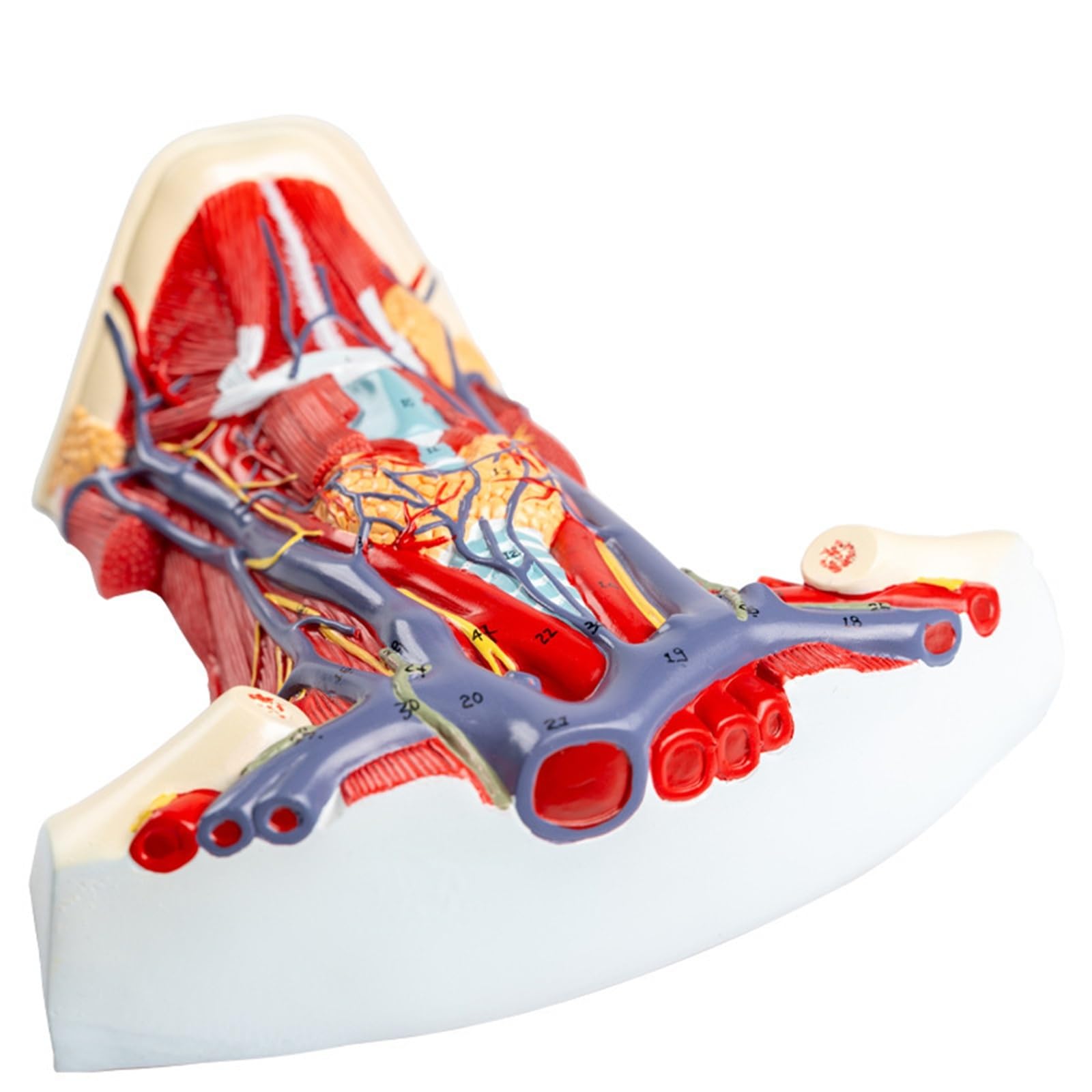Human Arteriovenous Neck Model, Human Neck and Throat Anatomy Model | View Into Throat Showing Arteries, Veins, Muscles and Bones | Comes on Base