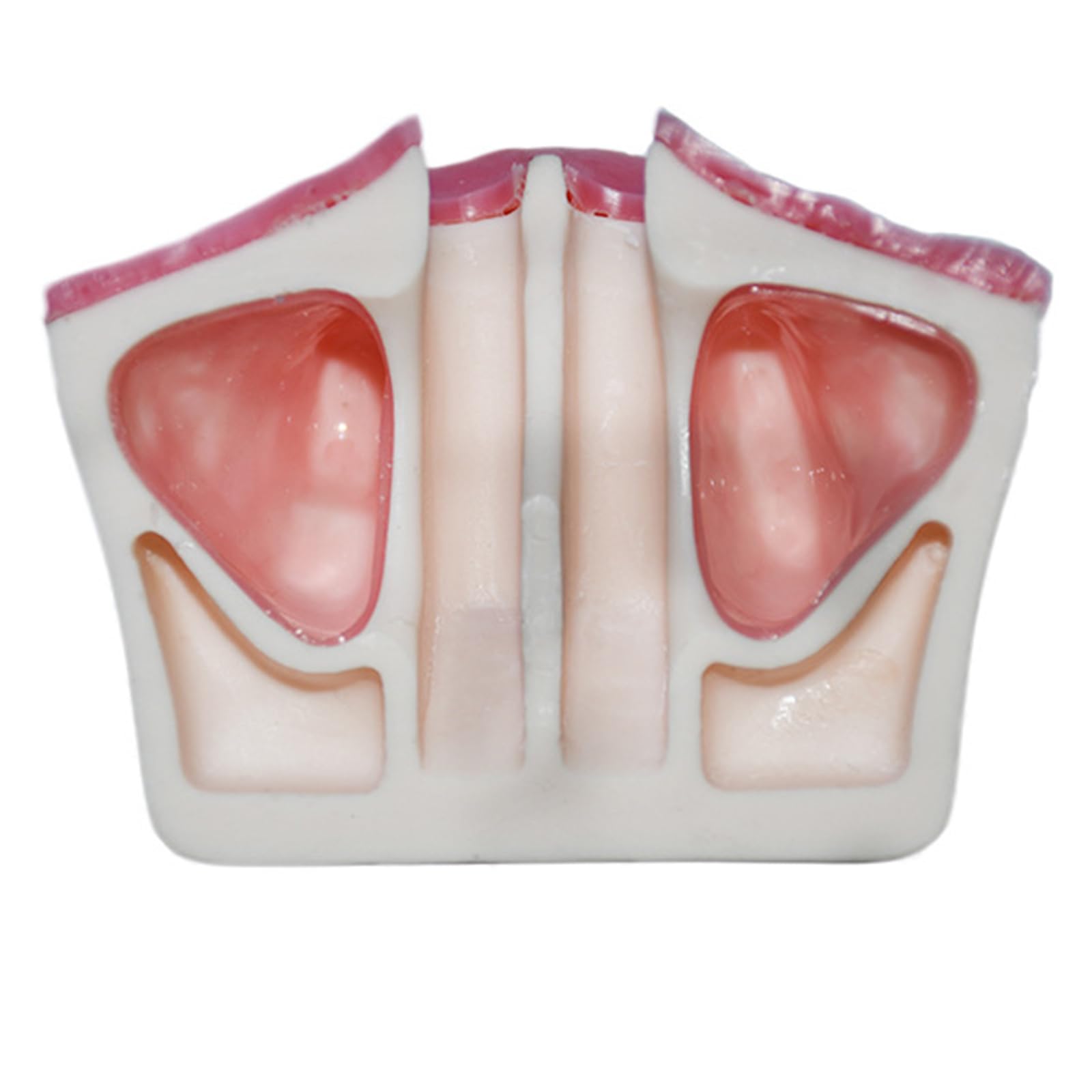 Modello di impianto Dentale - Modello di impianto mandibolare Medico e odontoiatrico - per Studio didattico Displaymedical Model，A9 8cm