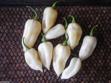 White Ghost Pepper Also Know As White Bhut Jolokia Pepper Seeds-10 Seeds