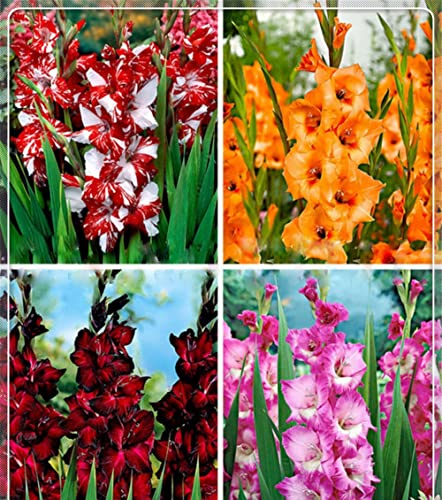 Lampadine al gladiolo – Esotico naturale forte crescita radice grande decorazione di nze – 5 lampadine, A