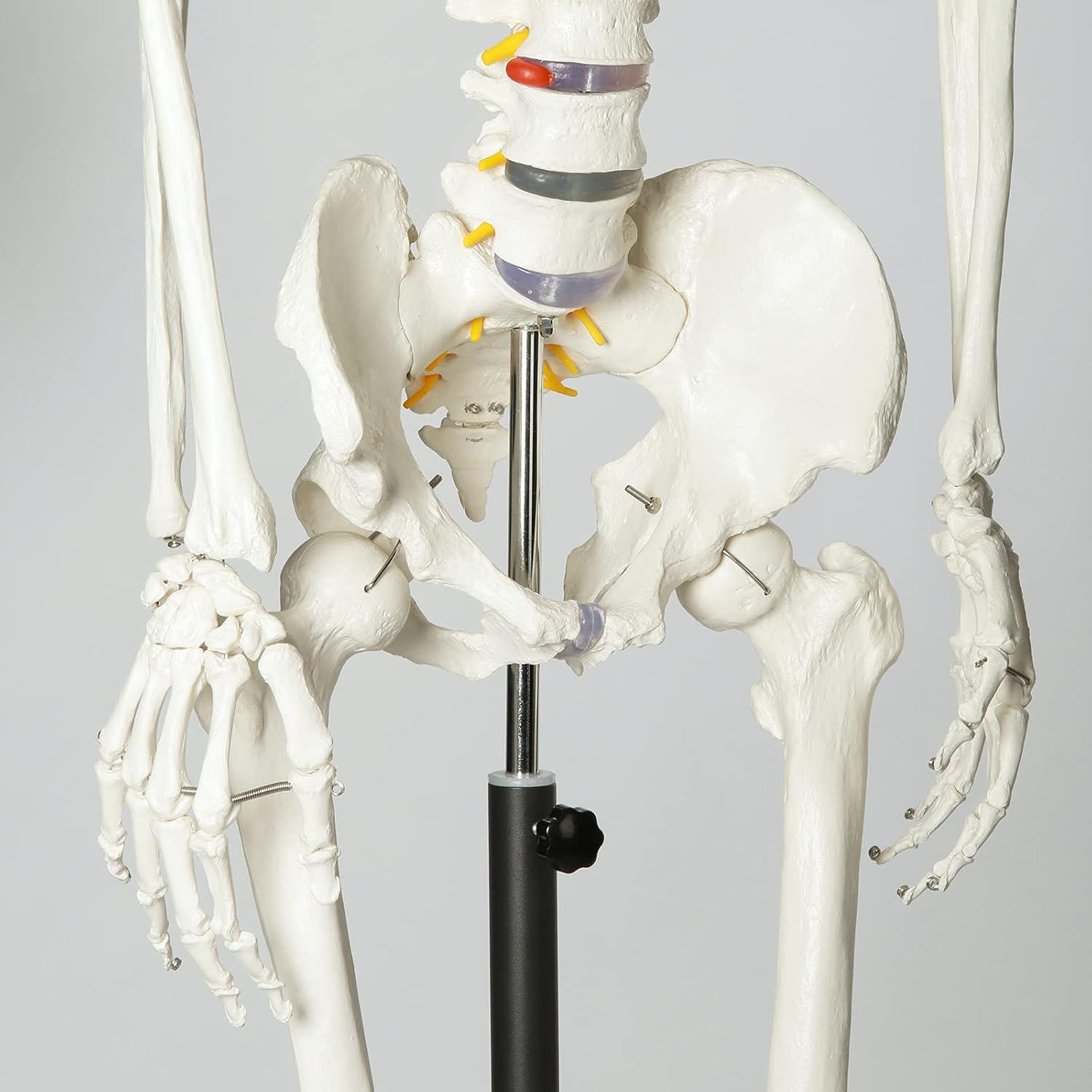 Up To 40% OFF RONTEN Human Skeleton Model for Medical Study, 70.8 Life Size Medical Anatomical Skeleton, Including Adjustable Rolling Stand + Cover + Poster