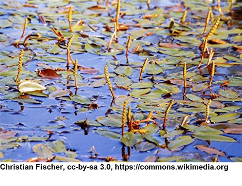 WFW wasserflora Schwimmendes Laichkraut/Potamogeton natans im 9x9 cm Topf