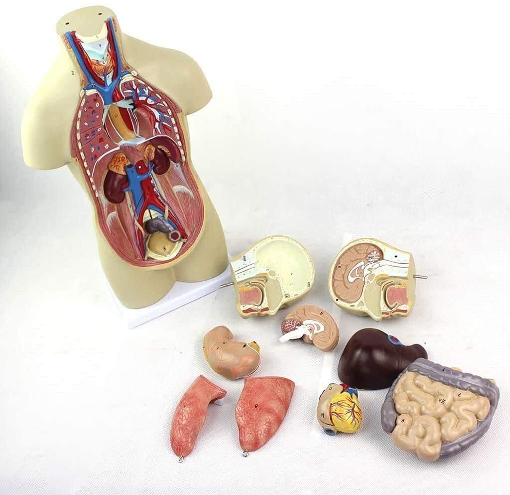 Torso Modelo Anatómico Desmontable del Cuerpo 12 Piezas De PVC De Equipos Médicos para Los Órganos Anatómicos, Kits De La Ciencia, Los Suministros De Laboratorio 43Cm