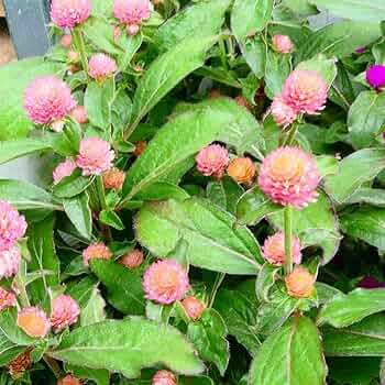 コンロンカピンク　苗 コンロンカピンク 苗 コンロンカの花 ピンク
