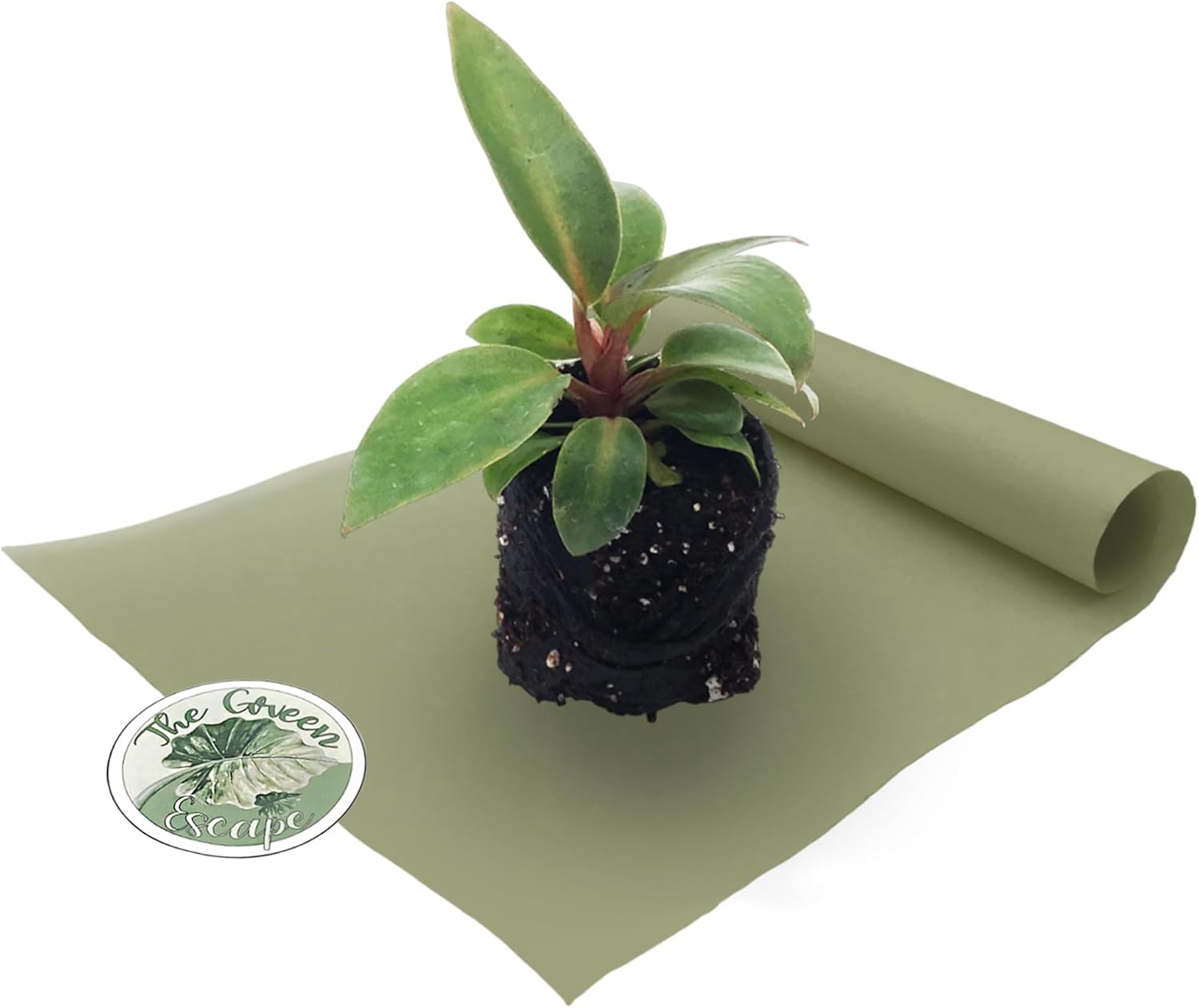 Philodendron Red Heart Starter Plant