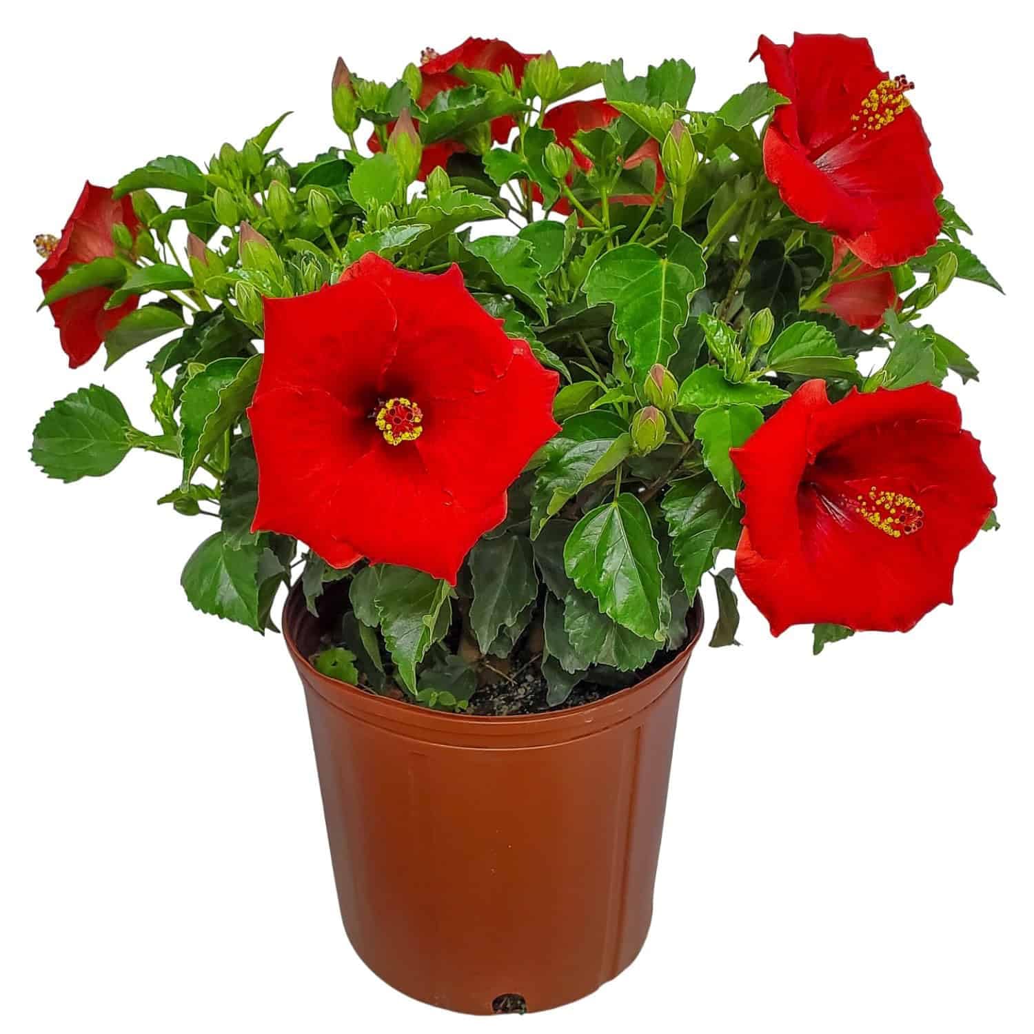 Yoder Red Hibiscus Bush