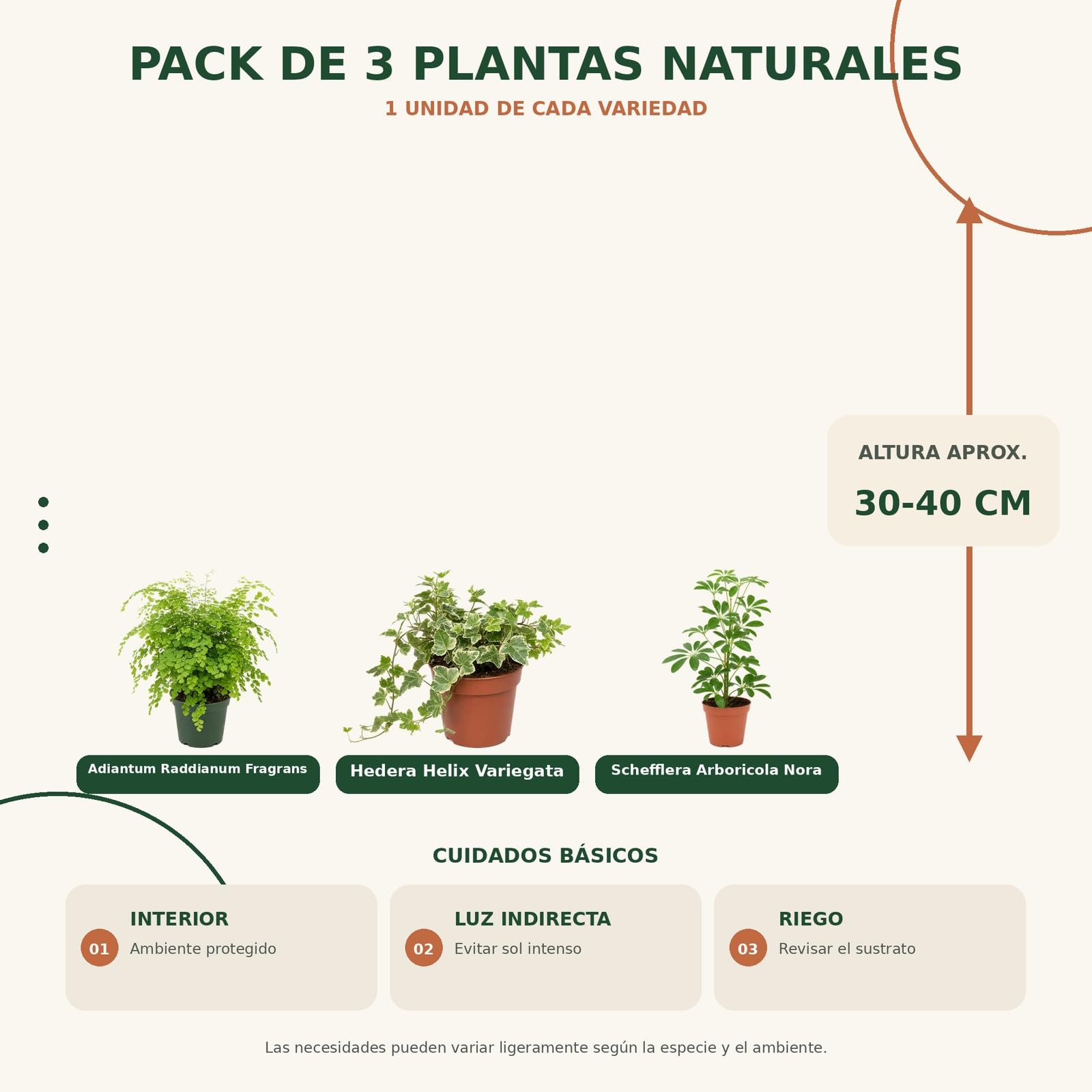Pack 3 Plantas DECOALIVE: Culantrillo, Hiedra Variegada y Cheflera Verde
