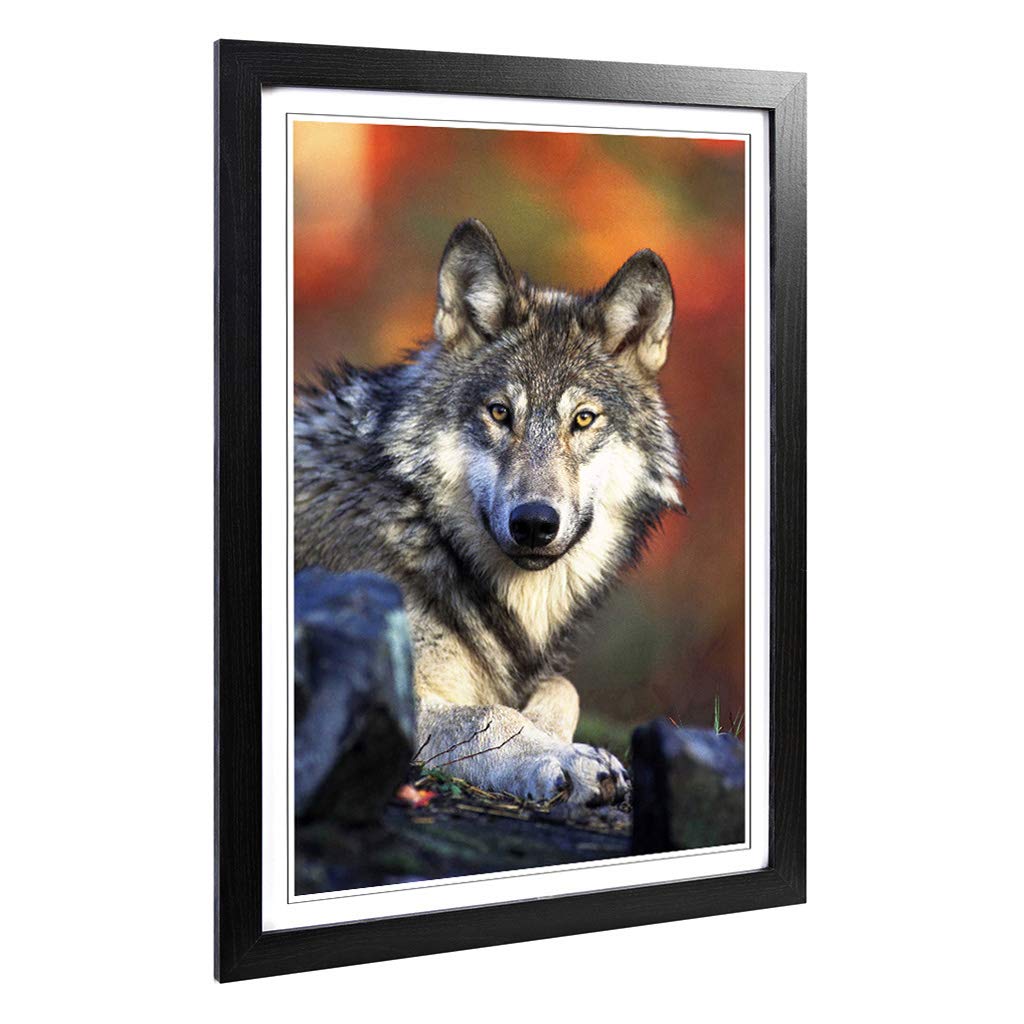 Big Box Art Framed Print of Wolf Resting Design | Wall Art Picture | Home Decor for Kitchen, Living, Dining Room, Lounge, Bedroom, Hallway, Office, Black, A2 / 24.5x18 Inch / 62x45cm