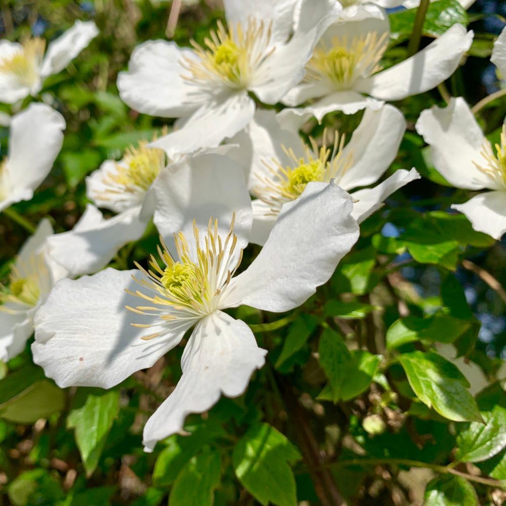 Clematis Montana 'Grandiflora' - Hardy Climbing Shrub - Spectacular White Flowers -Fast Vertical Cover – 1x 1.7 Litre Potted Plant by Thompson & Morgan