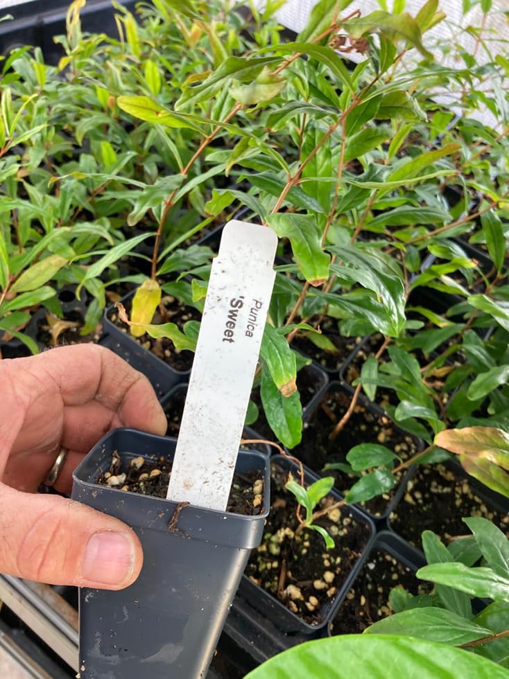 Miniatura 5 de Granada Punica granatum 'Sweet'  Árbol de granada súper dulce