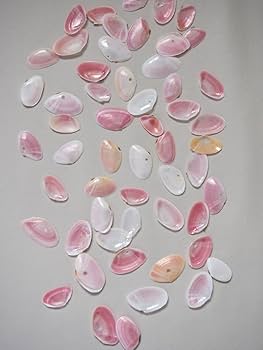 Amazon.co.jp: 【貝殻の問屋さん】国産サクラガイ-片面- (貝殻のみ