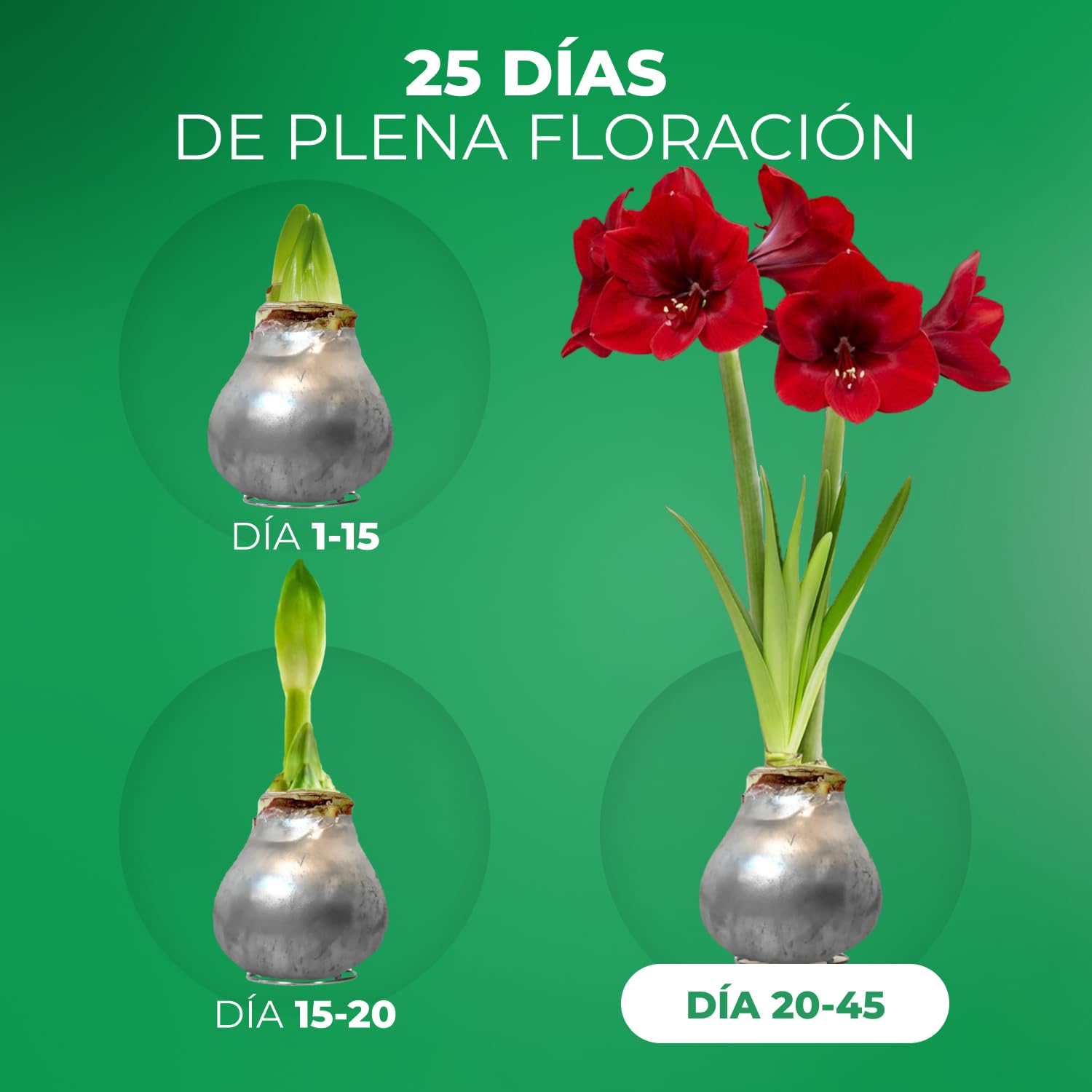 Colección de dos bulbos de amarilis recubiertos de cera Silver Wax