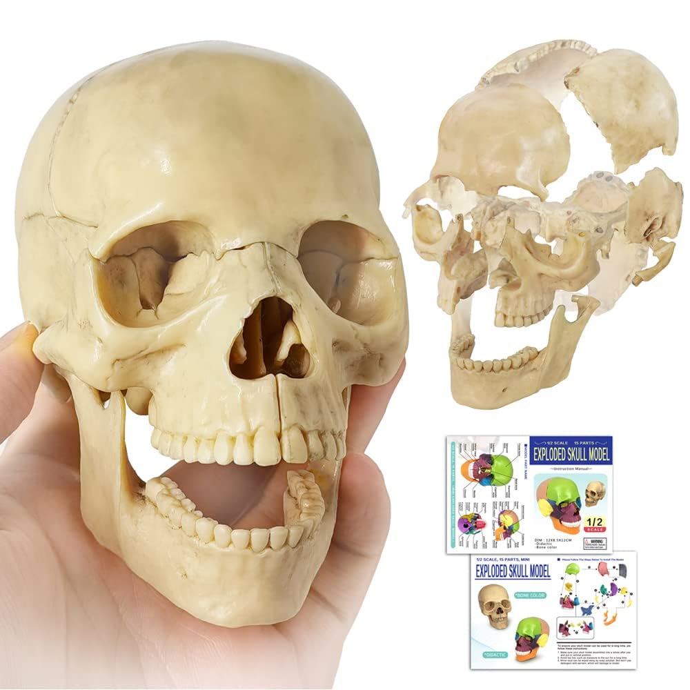 EVOTECH SCIENTIFIC Mini Modèle de Crâne, Modèle Didactique de Crâne Anatomique en 15 Pièces de la Taille d'une Main, Crâne Explosé, Apprentissage Médical, Puzzle de Crâne