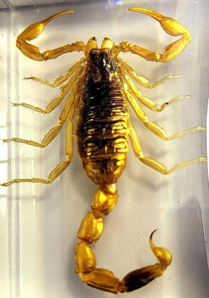 44mm Real Golden Scorpion in Crystal Clear Lucite Resin Crafts Specimen Preserved Various Animal Insect Bug Taxidermy Collection for Biology Science