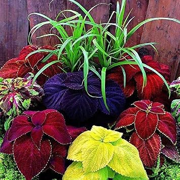 Seeds Indoor Coleus Mix Black Chocolate, Red Dragon Exotic Annual Flowers Non GMO