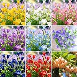 320+ Campanula Bell Flowers Seeds,Heirloom Hummingbirds Pollinated Plants