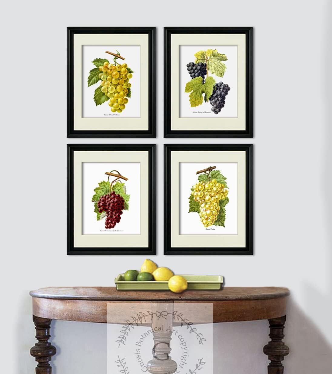 Gnosis Picture Archive Grapes Kitchen Decor Art Prints Set of 4 Unframed French Wine/Raisin Grapes Grapes_4A