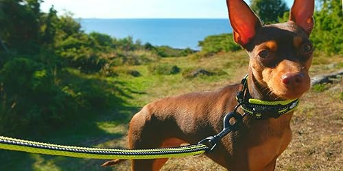 Miniatura 4 de TRUE LOVE Correa reflectante para perro Truelove TLL2111 (amarillo neón, M)