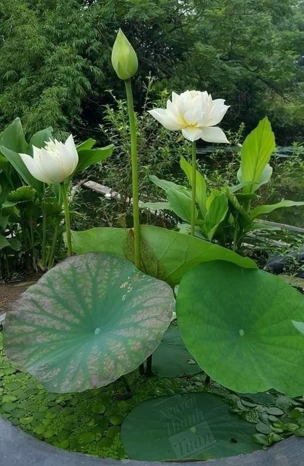 Lotus Live Plant (Tuber),Pure White colour,Original Variety, All Time Bloom