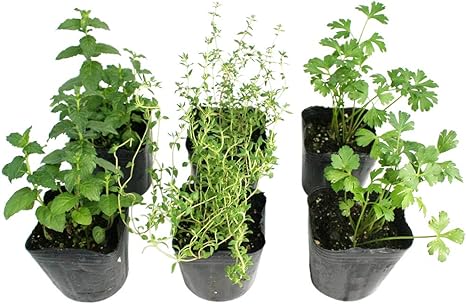 Amazon 季節のハーブ苗セット タイム ペパーミント イタリアンパセリ ハーブ苗 6ポットセット 3号ポット ハーブ Amazon 季節のハーブ苗セット タイム ペパーミント イタリアンパセリ ハーブ苗 6ポットセット 3号ポット ハーブ