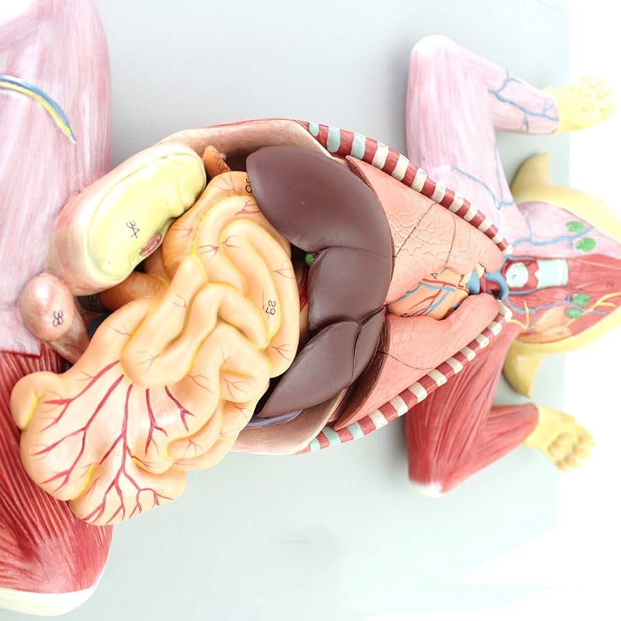 Amazon.co.jp: モデル 猫の解剖学モデル ペットの臓器 内臓筋