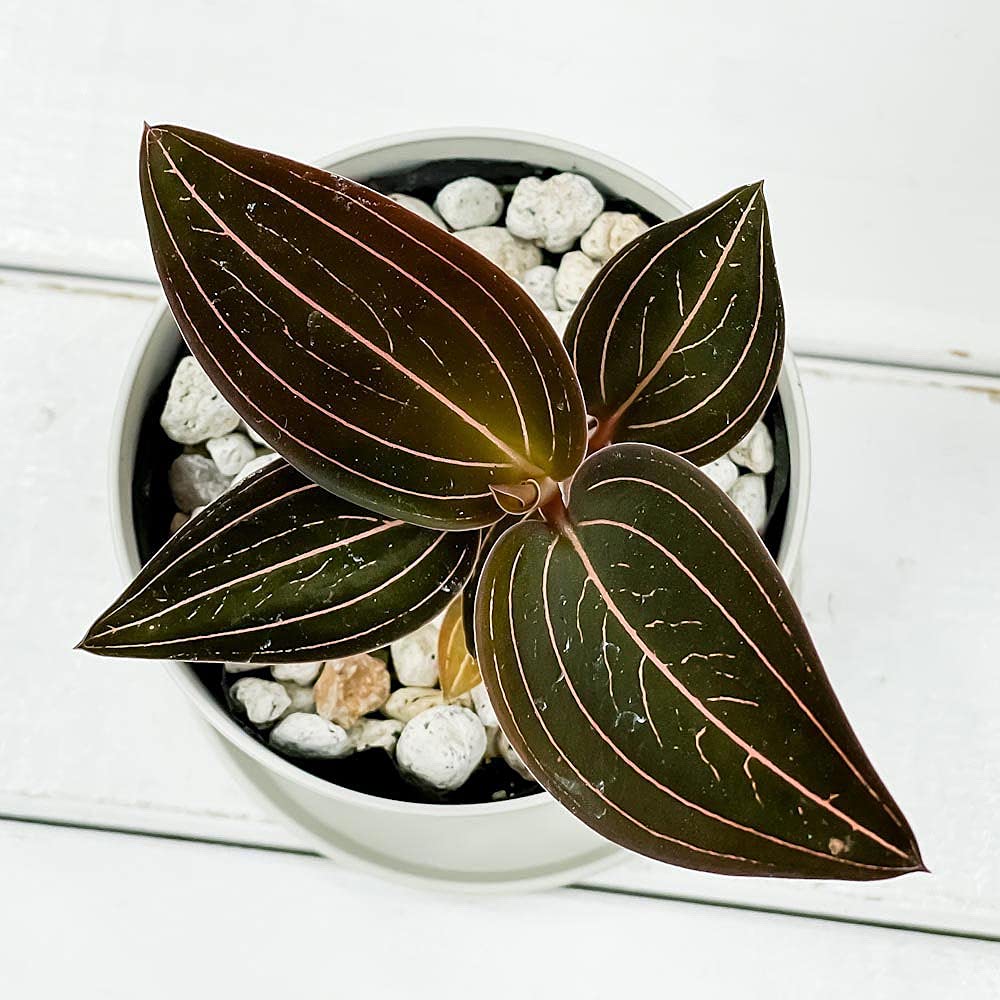 Amazon.co.jp: PLANCHU ジュエルオーキッド ルディシア ディスカラー