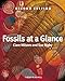 Produktbild Fossils at a Glance