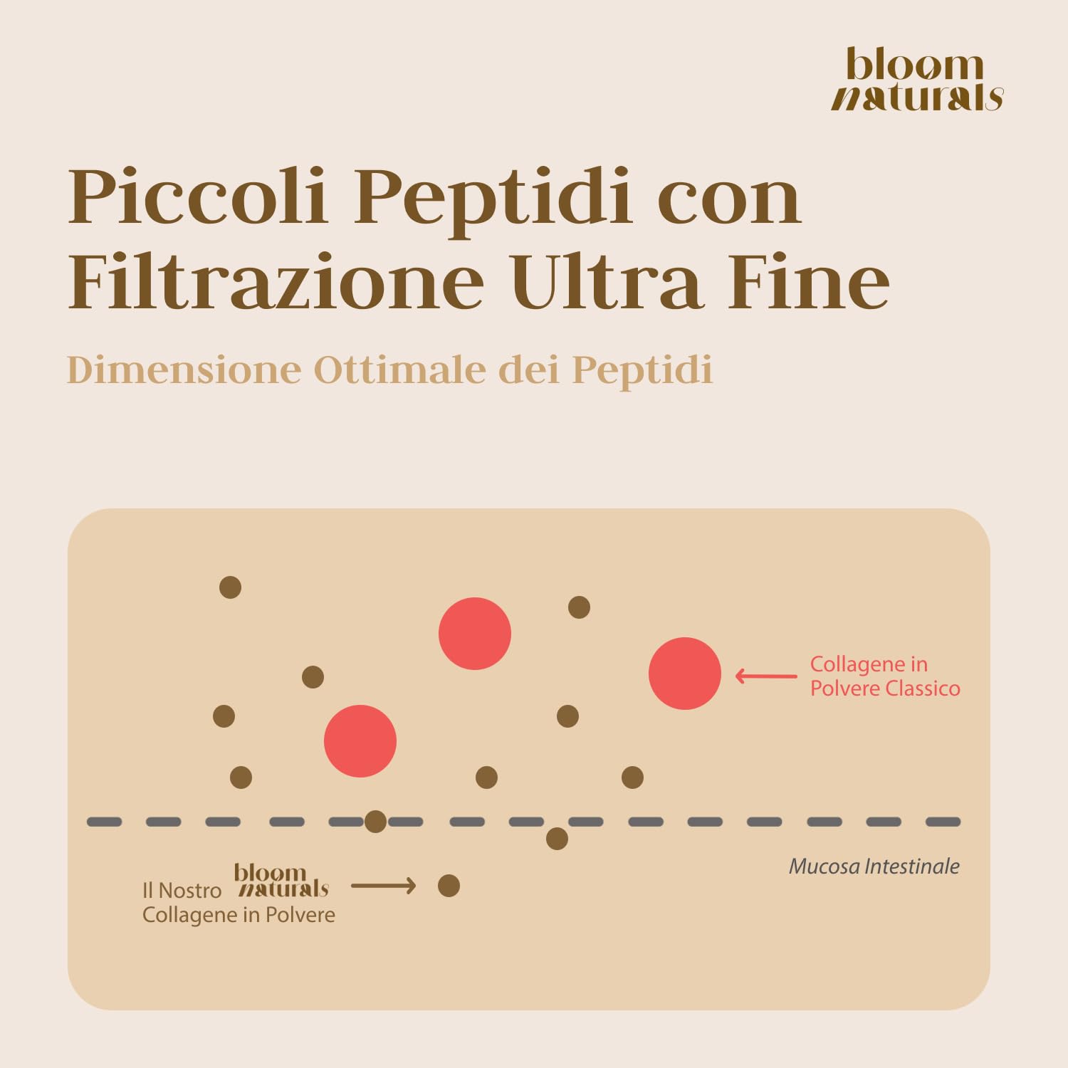 Collagene Idrolizzato in Polvere – 1,5 kg (100 Porzioni) – Collagene Polvere | Idrolizzato di collagene, insapore, prodotto in Germania, testato in laboratorio