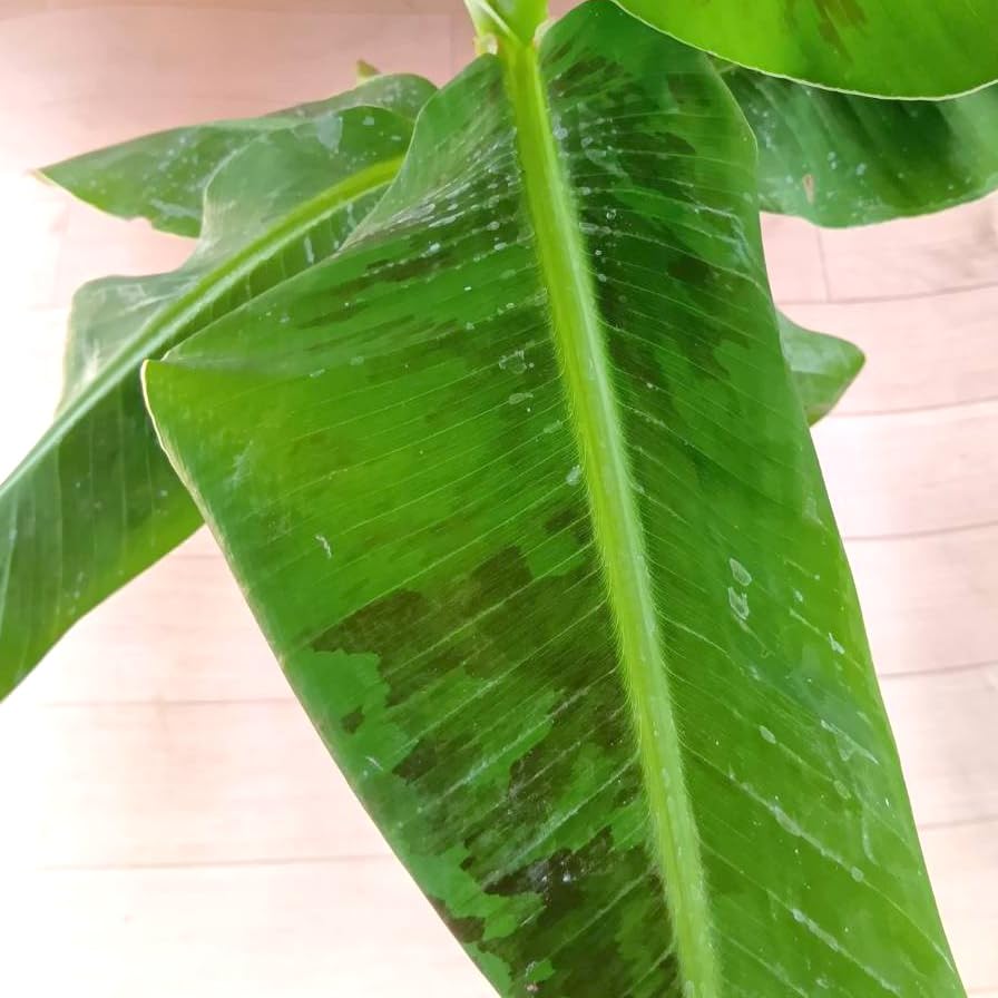ロヒ◆140㎝、蜜果＝マイソール。バナナ苗◆マハラジャ豪族が食す印度の頂点 Amazon.co.jp: 三尺バナナ 苗 15cmポット 大苗 草丈低くても結実