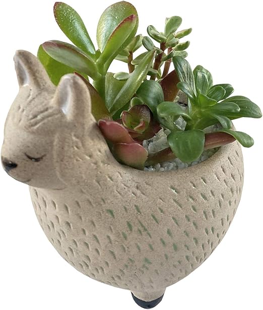 Amazon Amazon限定ブランド 花のギフト社 多肉植物 寄せ植え アルパカ 陶器鉢 観葉植物 プレゼント 観葉植物 オンライン通販 Amazon Amazon限定ブランド 花のギフト社 多肉植物 寄せ植え アルパカ 陶器鉢 観葉植物 プレゼント 観葉植物 オンライン通販