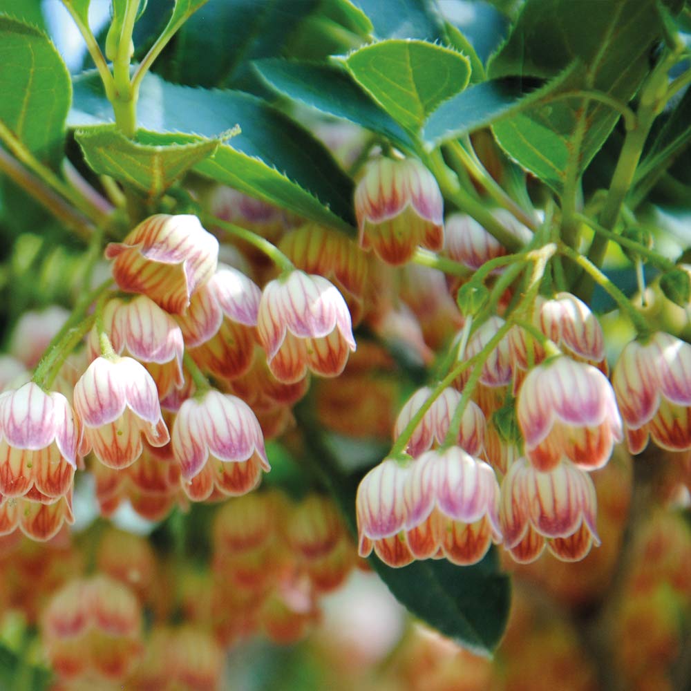 Thompson & Morgan Hardy Perennial Flowering Shrub Enkianthus Campanulatus, Potted Garden Plants, Ideal for Borders, Patios and Containers (2 x 3 Litre Pot)