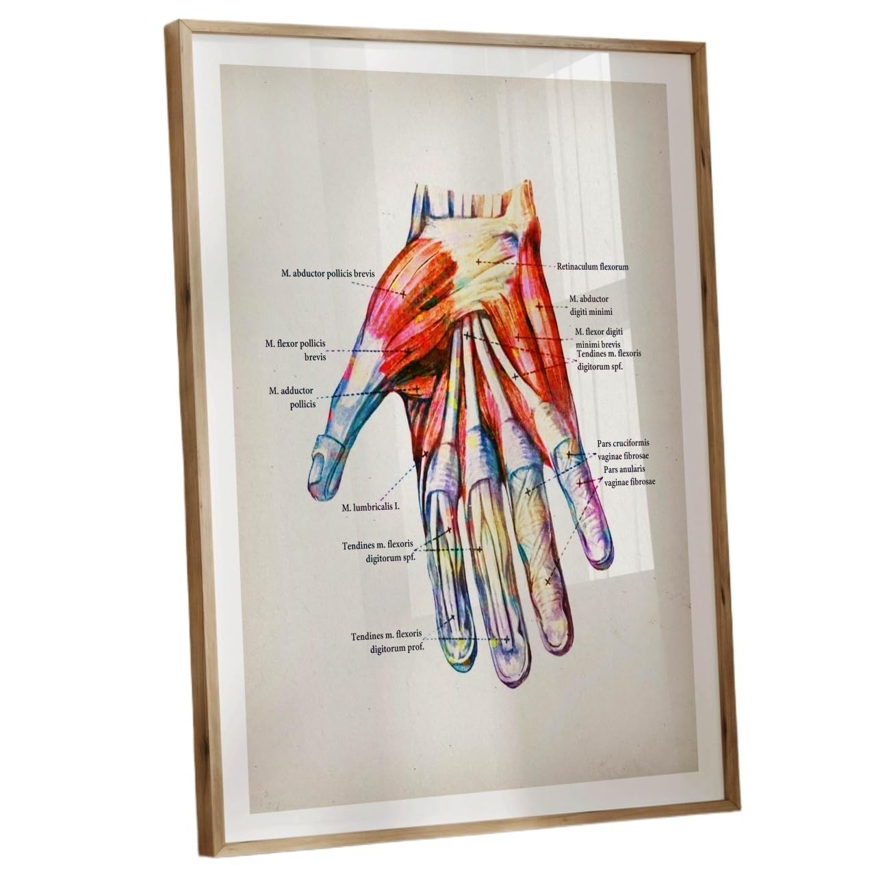 HGETJOHXEM Labeled Human Muscle Anatomy Poster - Watercolor Art Print and Educational Body Chart for Study​(Unframed,16x24inch(40x60cm))