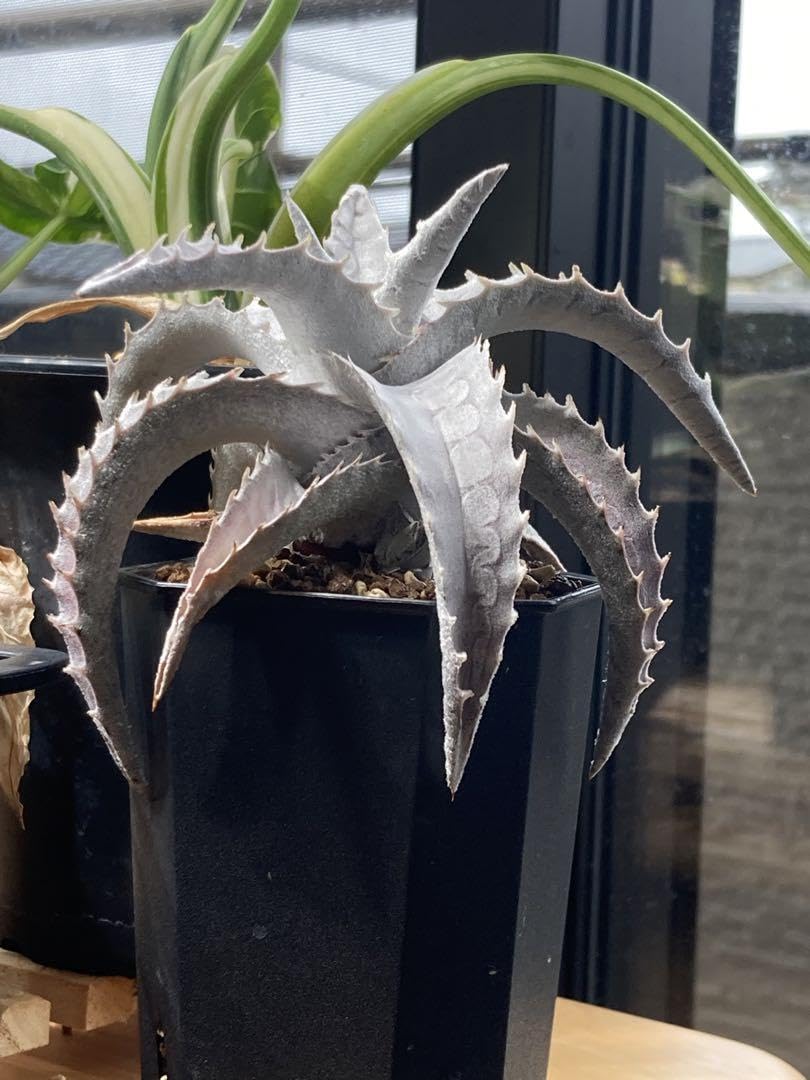 エンコリリウム ペディセラツム 子株 【公式通販】