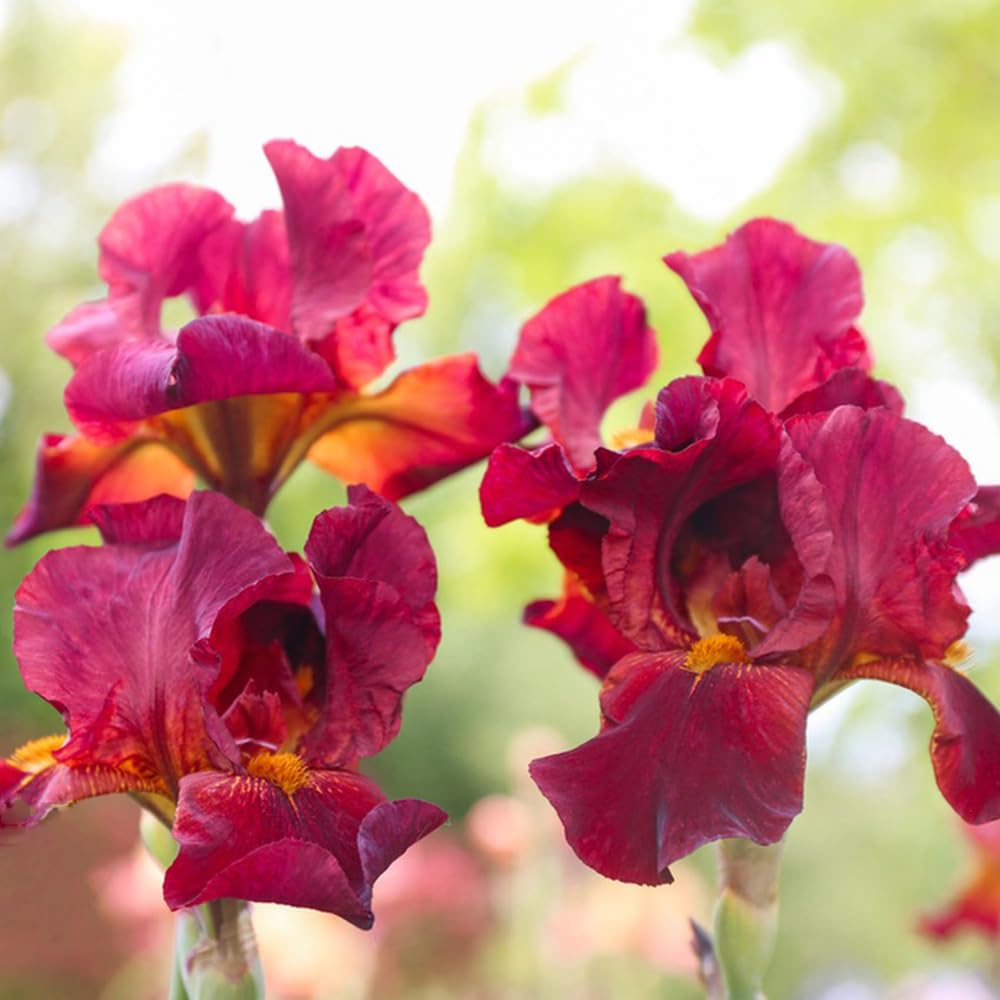 10 Bulbi Iris Perenni - Iris Tectorum, Da Giardino Resistenti, Fiori Blu-Viola - Foto 12