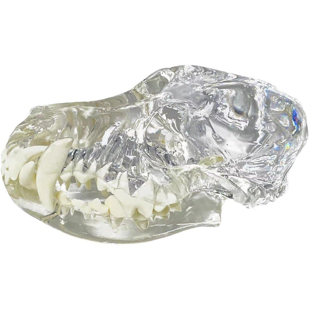 Modelo Dental De Perro con Cráneo Transparente, Modelo De Dientes Orales, Modelo Anatómico De Clínica Veterinaria para Educación Veterinaria Canina, Decoración, Demostración