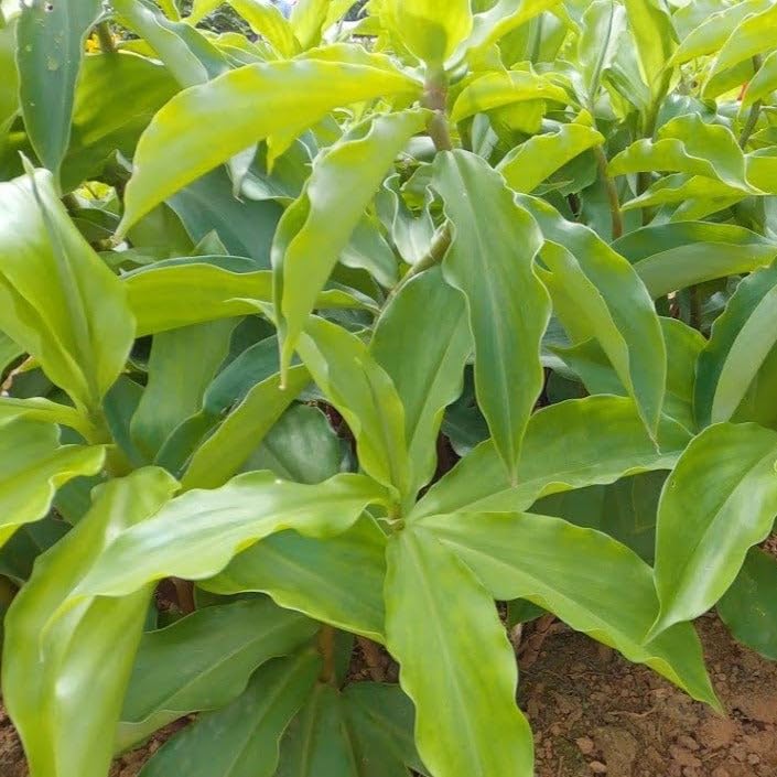 Insulin tree plant sugar and diabetes || pack of 1 healthy plant (B0D63NGPKZ) Amazon Price History, Amazon Price Tracker