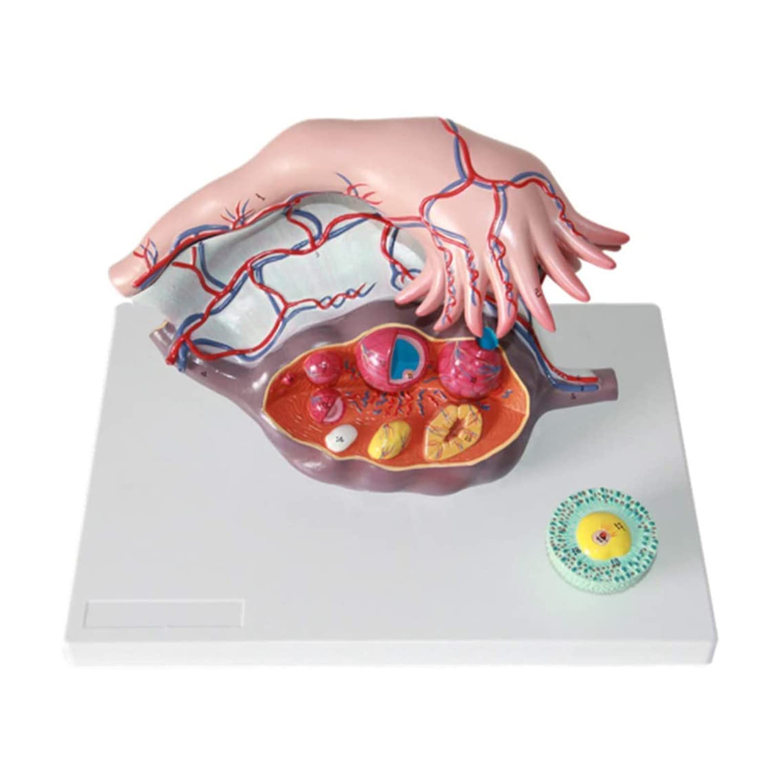 Modello Didattico, Modello Anatomico Ovarico In Plastica, Modello Di Utero, Modello Anatomico Dell'Apparato Riproduttivo Femminile Per Supporto Didattico In Ginecologia, Kit Scientifici, Materiale Di
