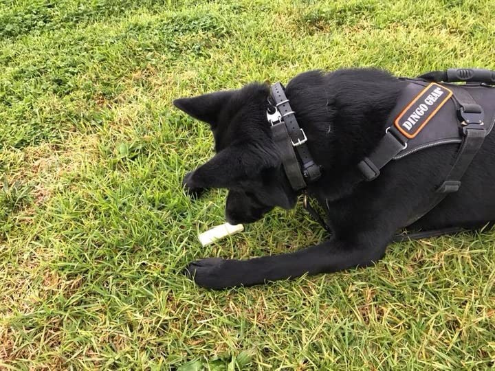 Dingo Gear Suchhundetrainingsausrüstung Fährtengegenstände Satz: Holz Leder Filz Kork Ausbildung von Hunden in Fährtenarbeit S06724