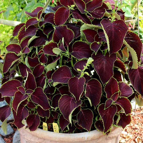 Plants Point Live Maroon Green Coleus Ornamental Plant with Pot (B081NY5WC1) Amazon Price History, Amazon Price Tracker