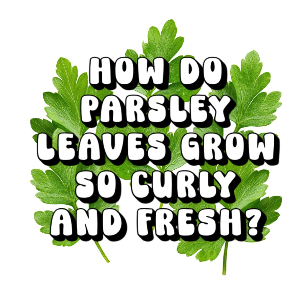 How Do Parsley Leaves Grow so Curly and Fresh?
