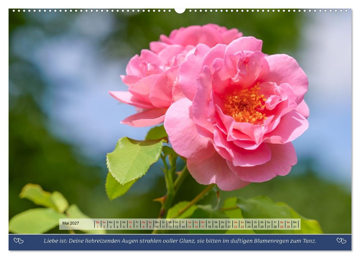 Rosen, Liebe ist (hochwertiger Premium Wandkalender 2027 DIN A2 quer), Kunstdruck in Hochglanz: Rosen und Poesie, ein Füllhorn an Liebe über das Jahr. (CALVENDO Natur)