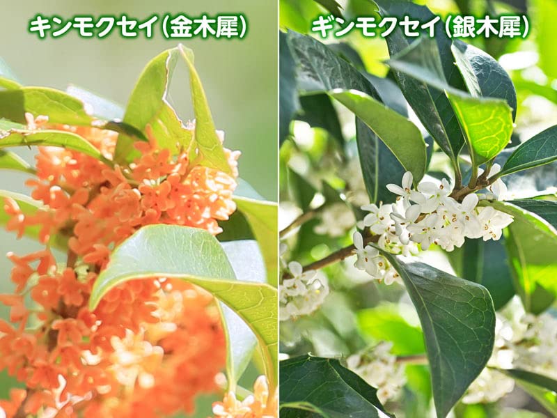 Amazon.co.jp: ギンモクセイ苗 1本花植木ギンモクセイ 銀木犀 白花