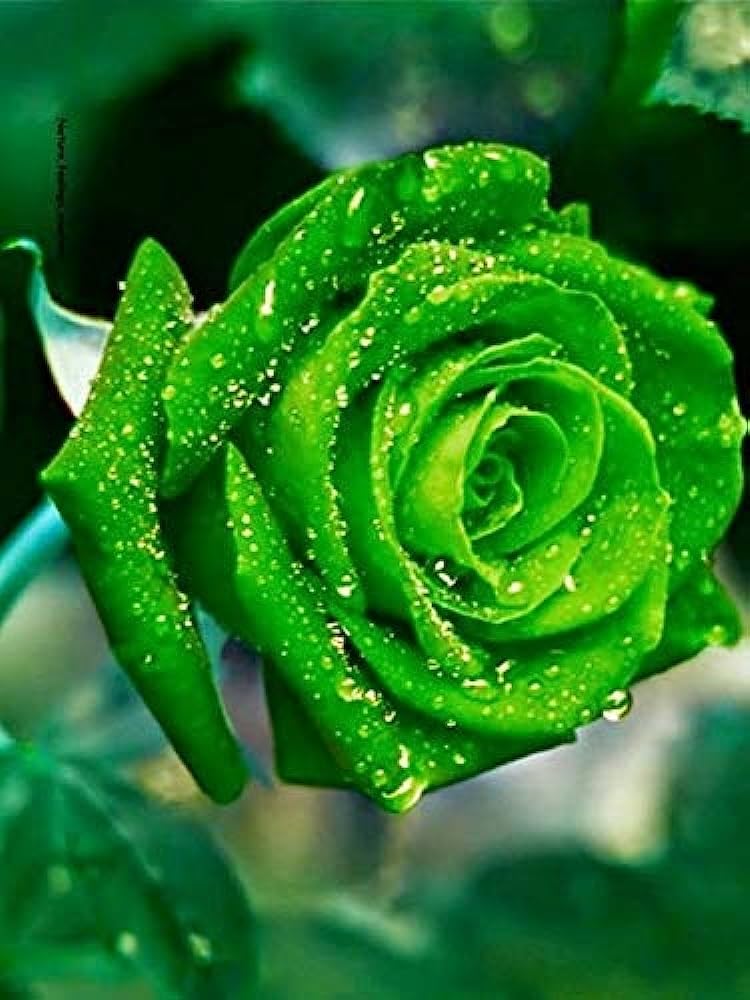 Colorful Rose Seeds - 6 Types, Easy to Grow -3 Colorful Rose Seeds - 6 Types, Easy to Grow -3