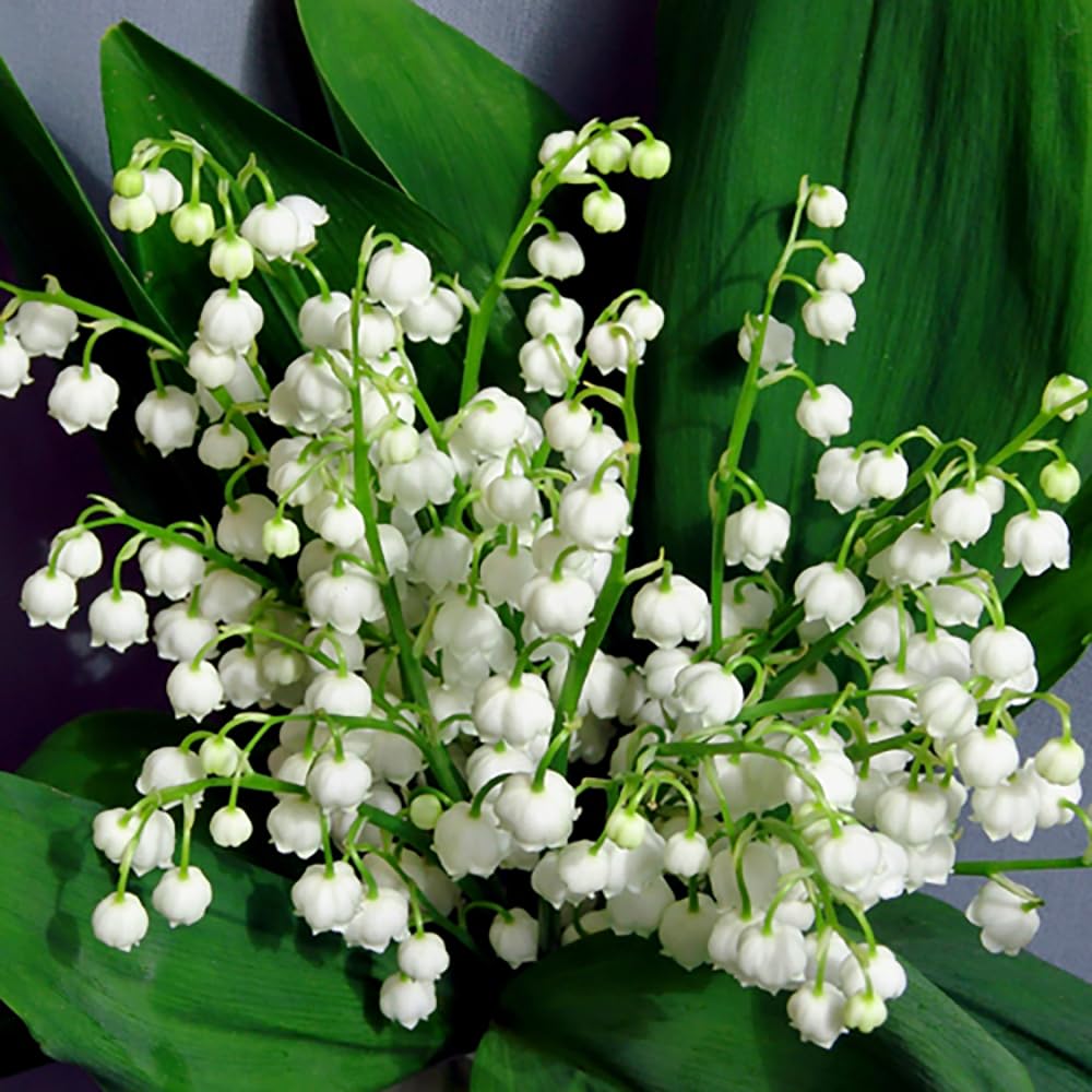 Convallaria Lily of The Valley 10 pips