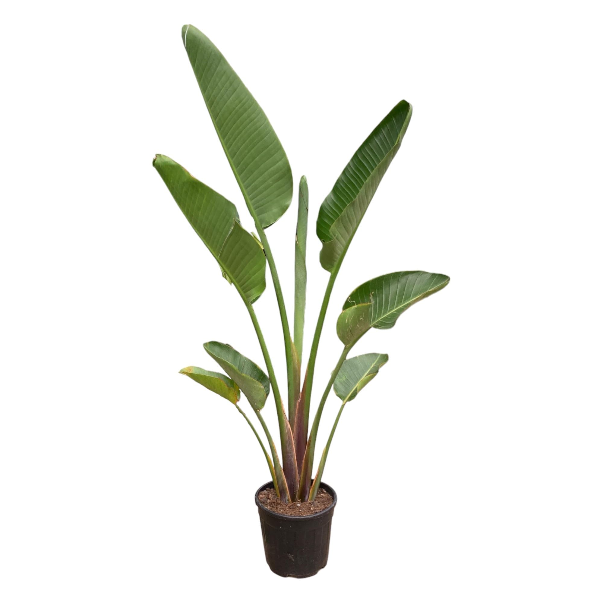 Trendyplants - Strelitzia Augusta - Fiore di uccello del paradiso - Pianta da interno - Altezza 170-190 cm - Dimensioni vaso Ø 30 cm