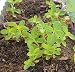 50 STEVIA (Sweetleaf / Sweet Leaf / Sugarleaf) Stevia Rebaudiana Sugar Flower Herb Seeds