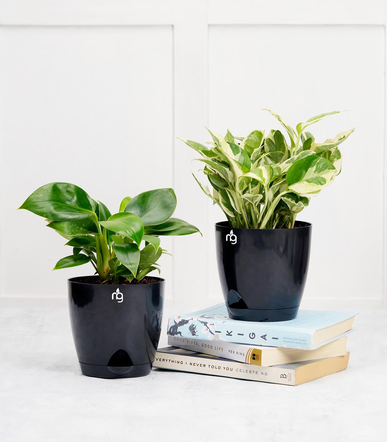 See full amazon price history chart for Nurturing Green® Combo of 2 Indoor Live Plants (Philodendron Brikin & Money Plant) in Black Self Watering Plastic Pots (Size: 4.5Inch * 4Inch) | Home Decor Plants For Living Room Nurturing Green® Combo of 2 Indoor Live Plants (Philodendron Brikin & Money Plant) in Black Self Watering Plastic Pots (Size: 4.5Inch * 4Inch) | Home Decor Plants For Living Room (B0CK2K84DL) Amazon Price History, Amazon Price Tracker