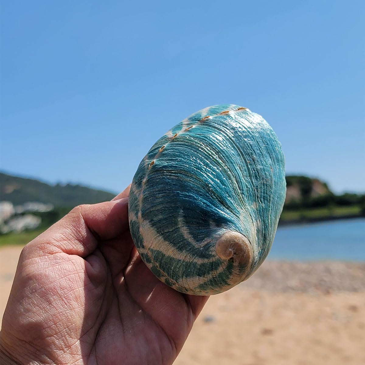 Coquillage, Coquille d'ormeau Bleu Ciel 9~10Cm, décor de fête à thème Plage