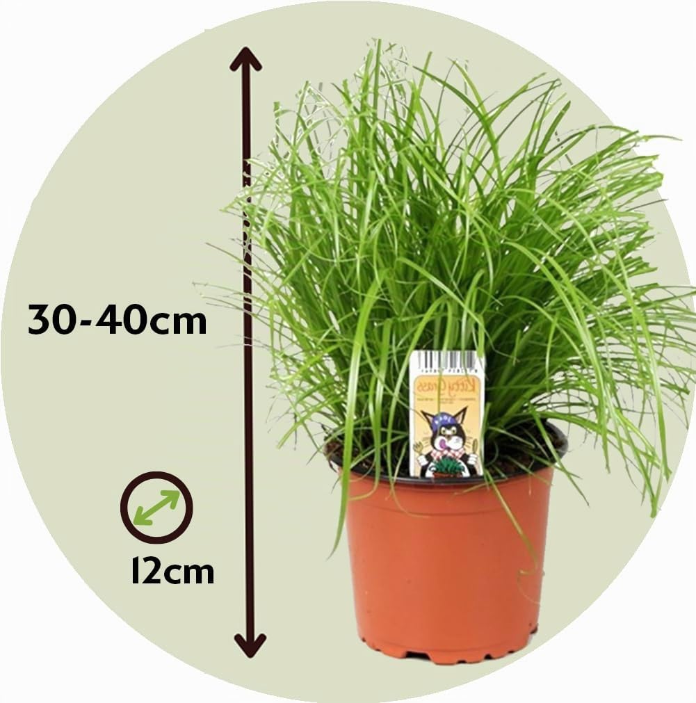 Plant in a Box - Cyperus 'Herbe à chat' - Set de 4 - Pot 12cm - Hauteur 30-40cm